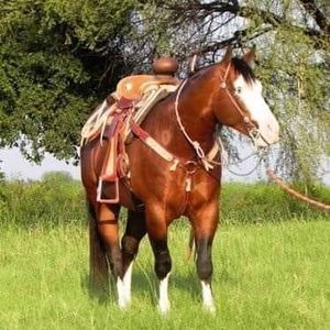 Meet your Posher, Abraham